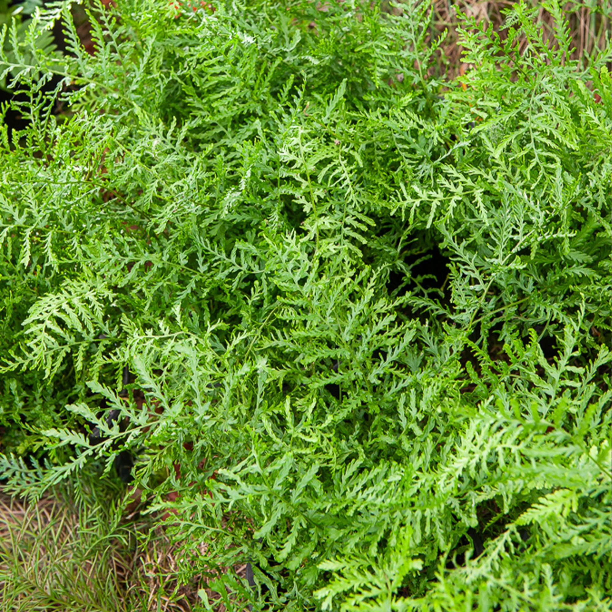 Fougère mâle Linearis Polydactyla