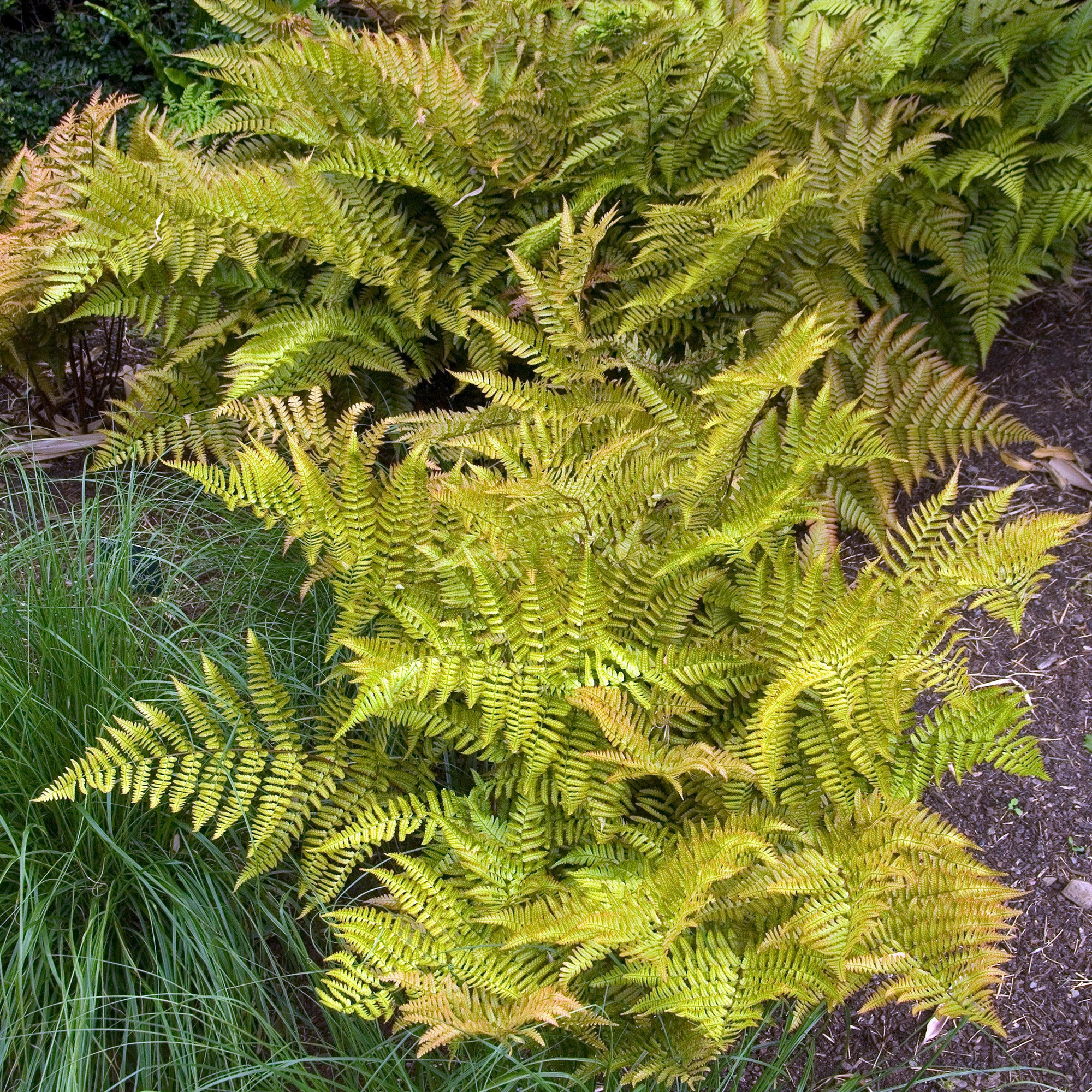 Fougère rose cuivré - Image 3