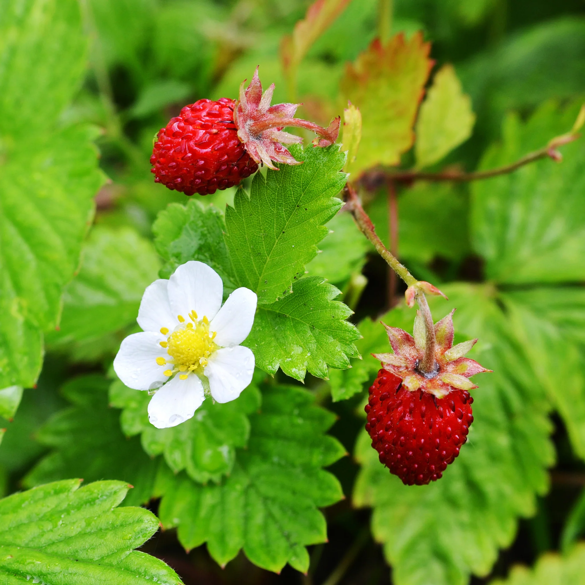 Fraisier des bois