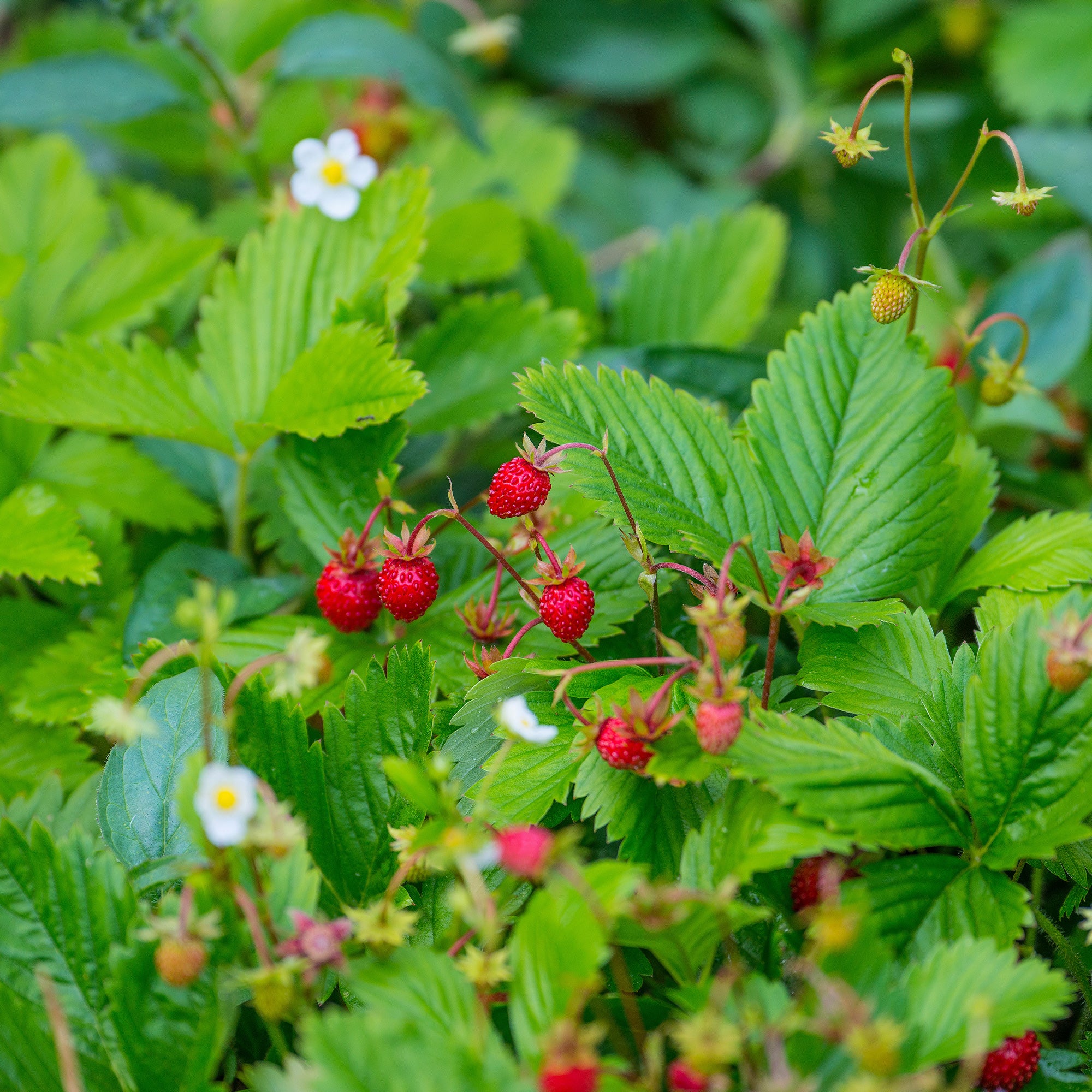 Fraisier des bois - Image 2