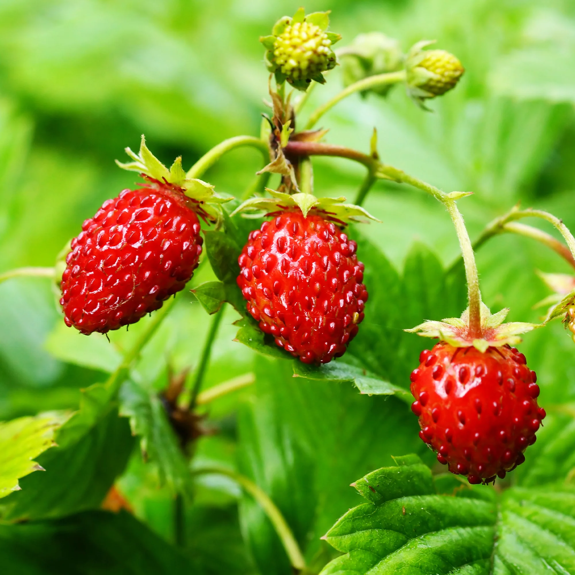 Fraisier des bois - Image 3