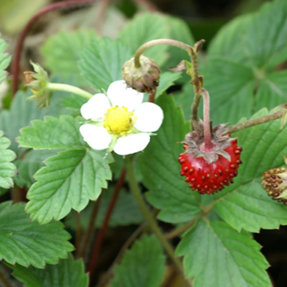 Fraisier des bois - Image 4