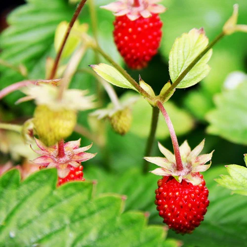Fraisier des bois Baron Solemacher
