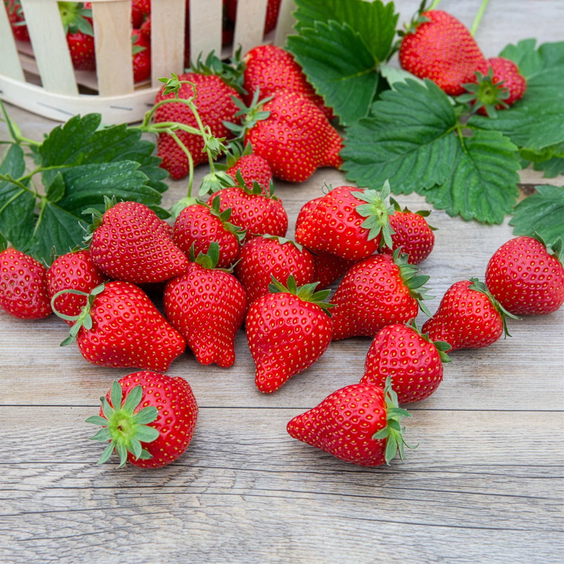 Fraisier Magnum - Image 3