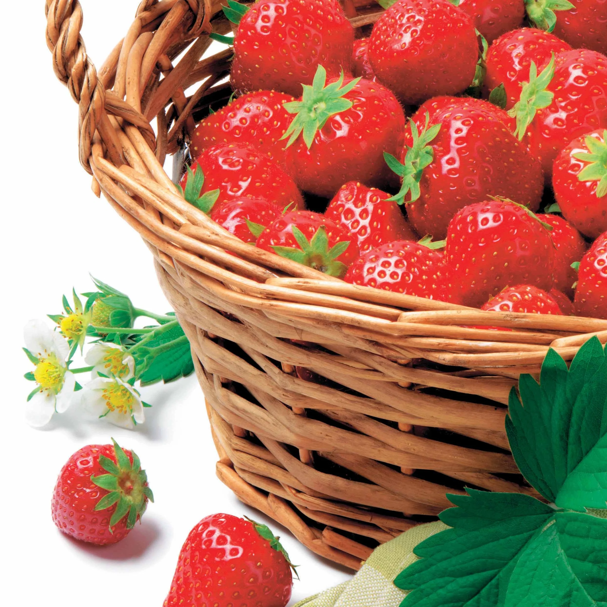 Fraisier Manille ®