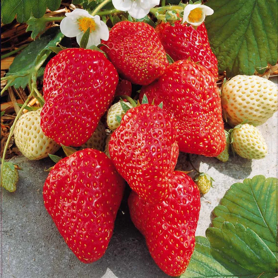 Fraisier 'Mount Everest' - Image 3