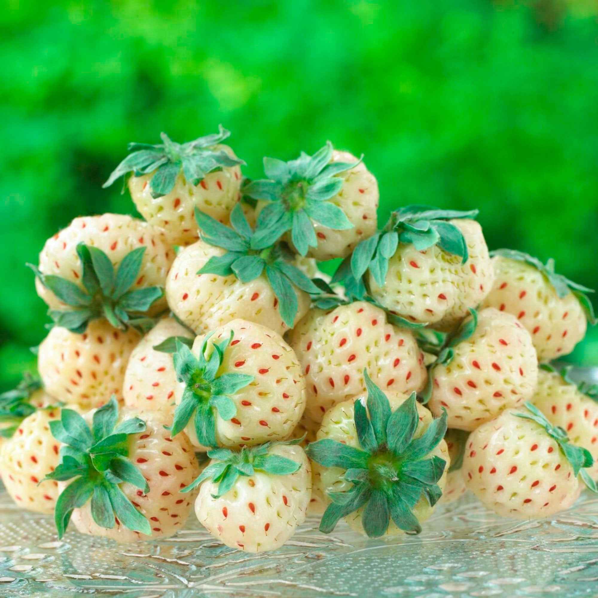 2 Fraisiers Pineberry White Dream ®