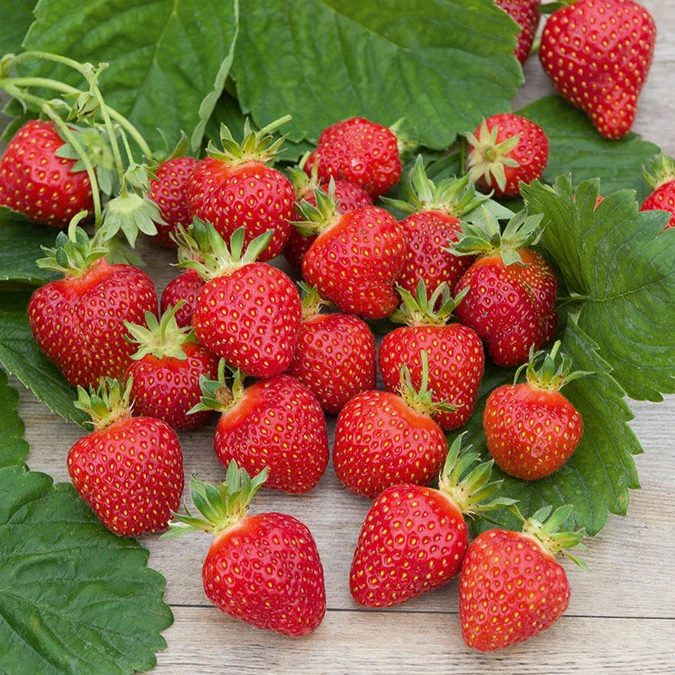 Fraisier Rubis des jardins