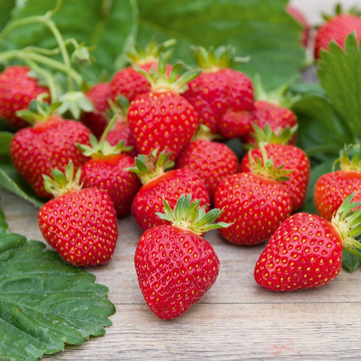 Fraisier Rubis des jardins - Image 2