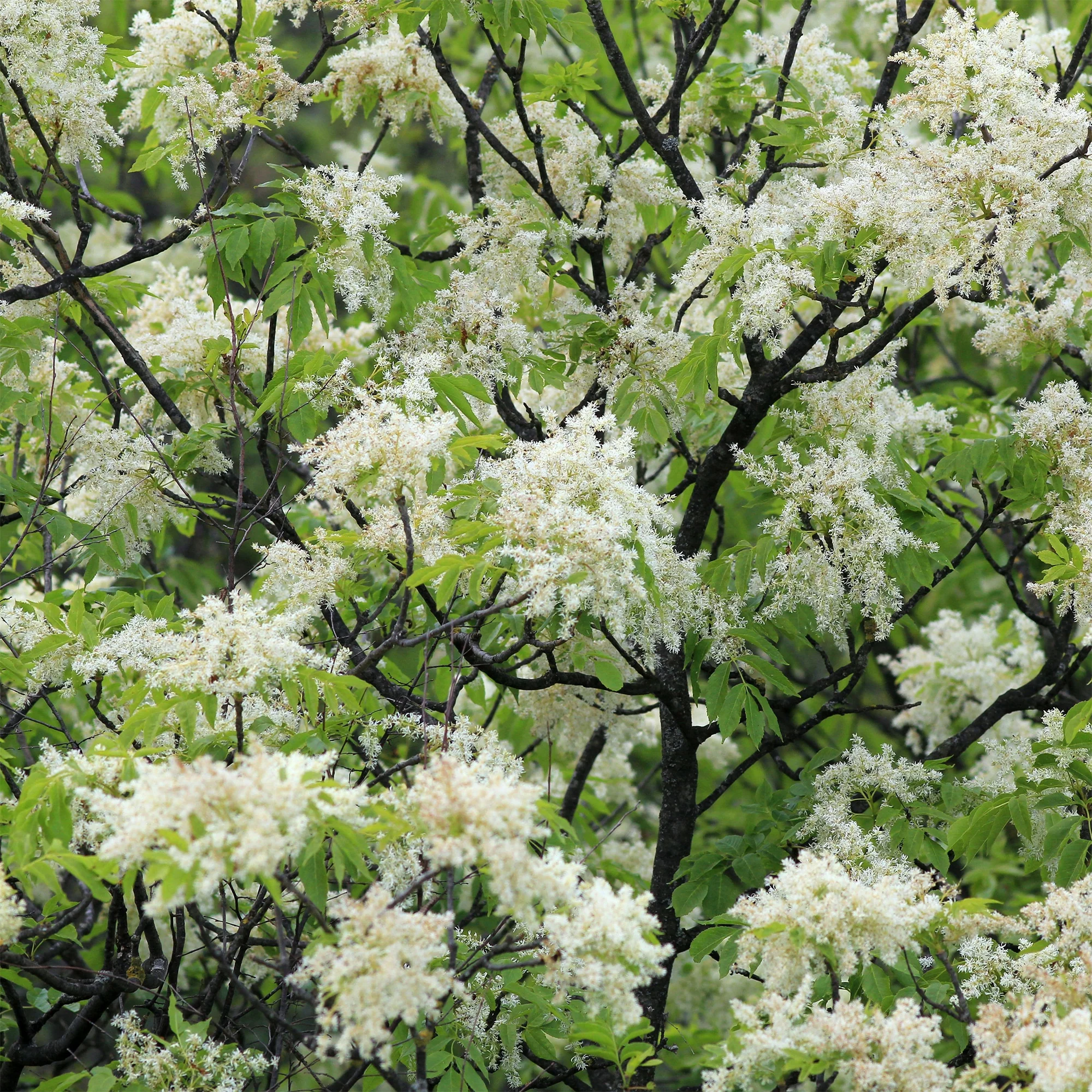 Frêne à fleurs - Image 2