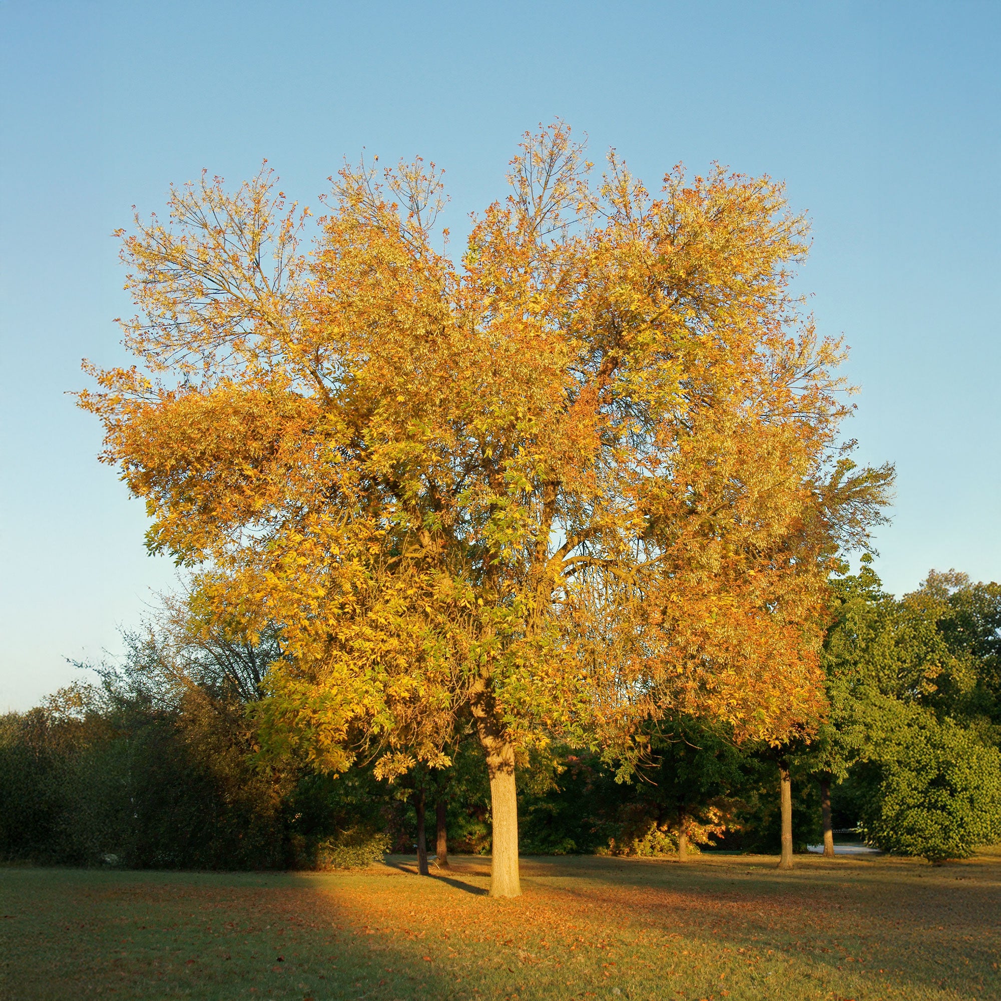 Frêne d'Amérique Skyline