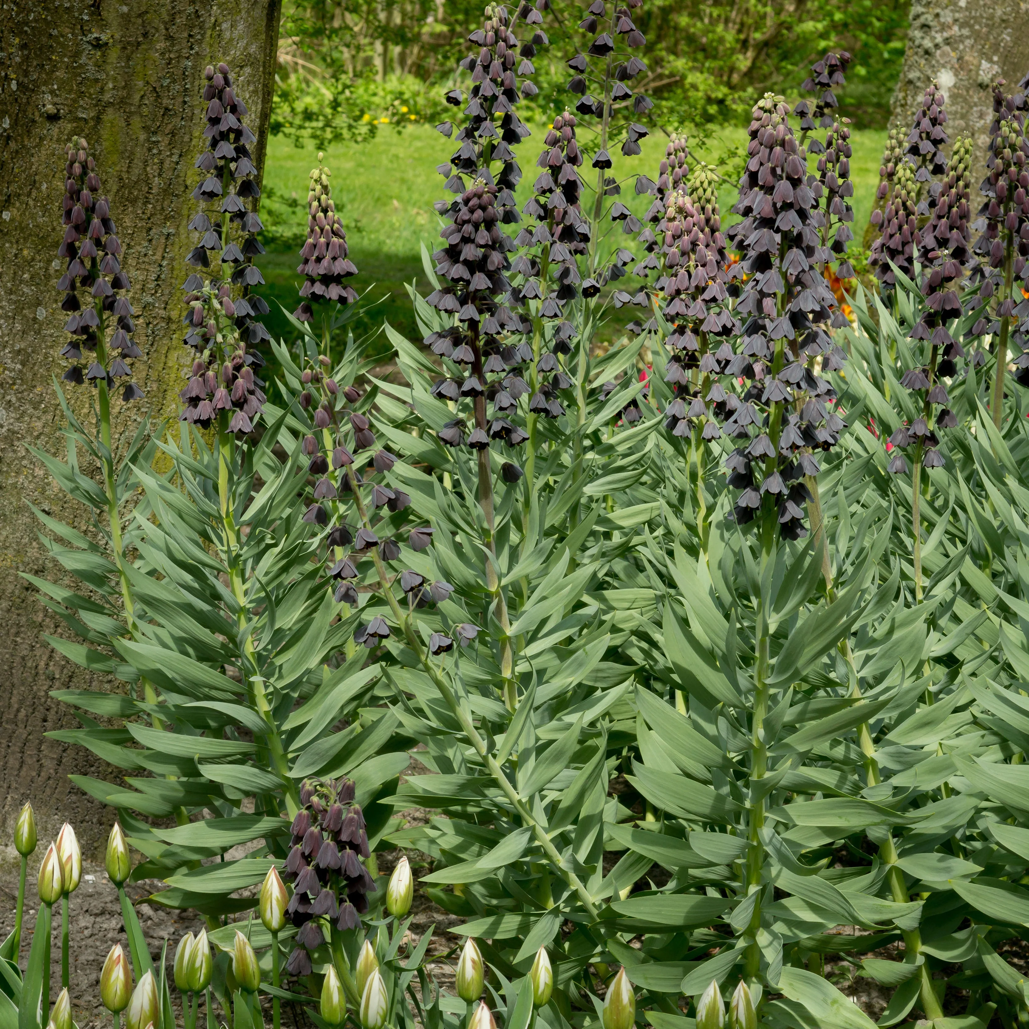 Fritillaire de Perse - Image 4