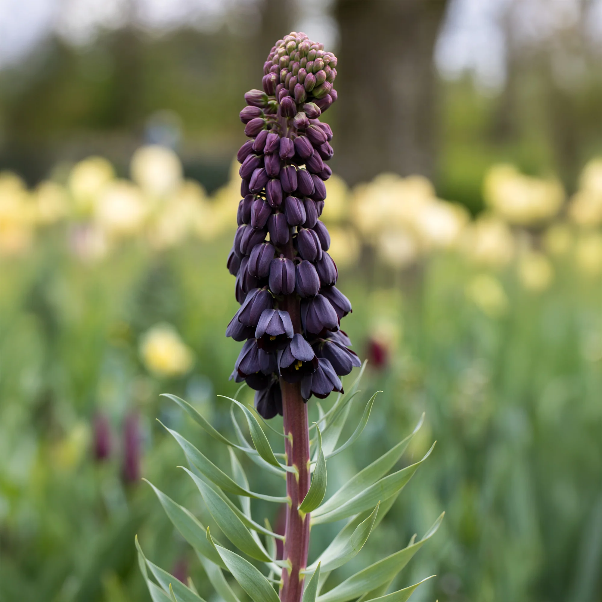 Fritillaire de Perse - Image 5