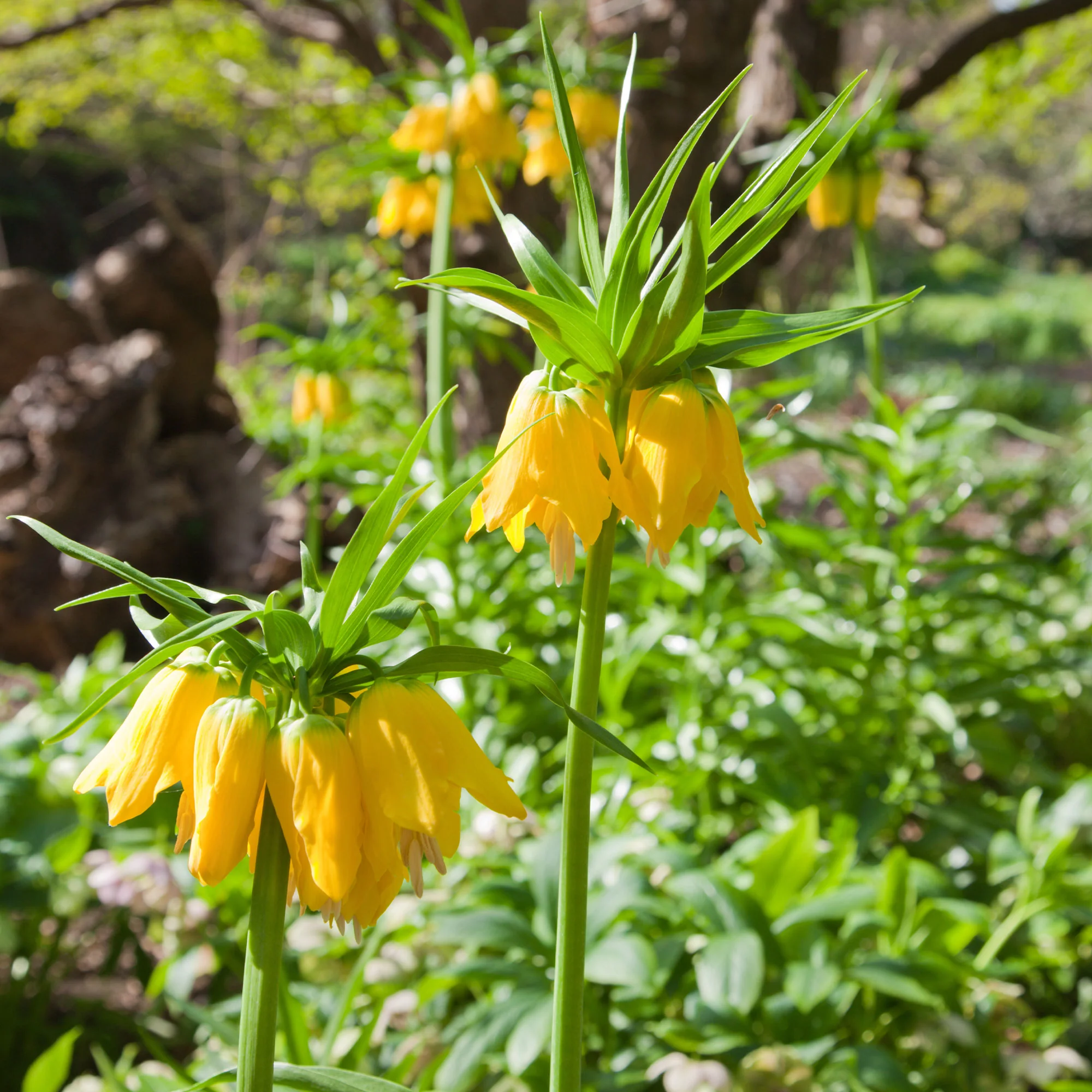 Couronne impériale jaune - Image 3