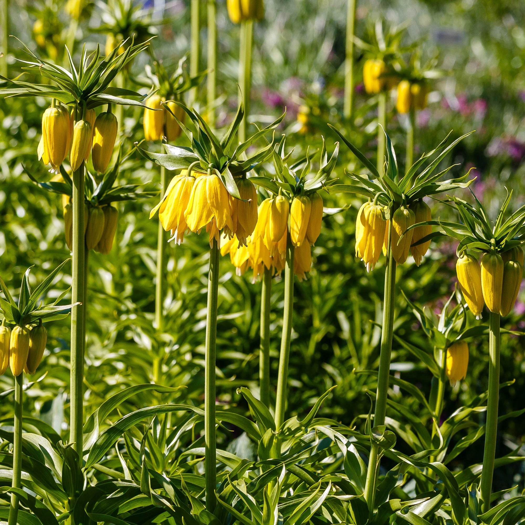 Couronne impériale jaune - Image 5