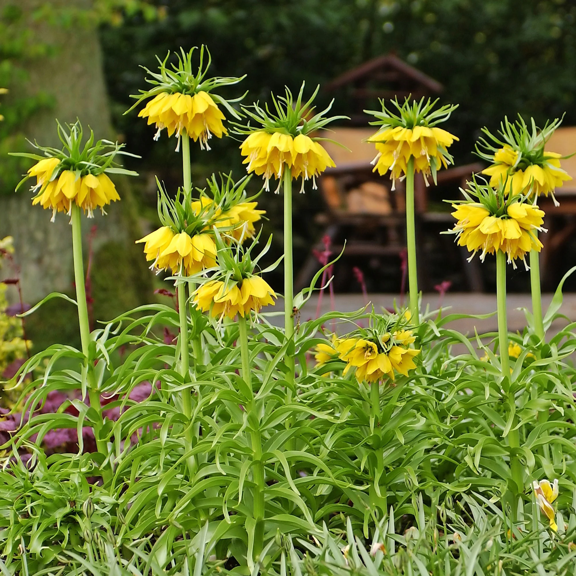 Couronne impériale jaune - Image 6