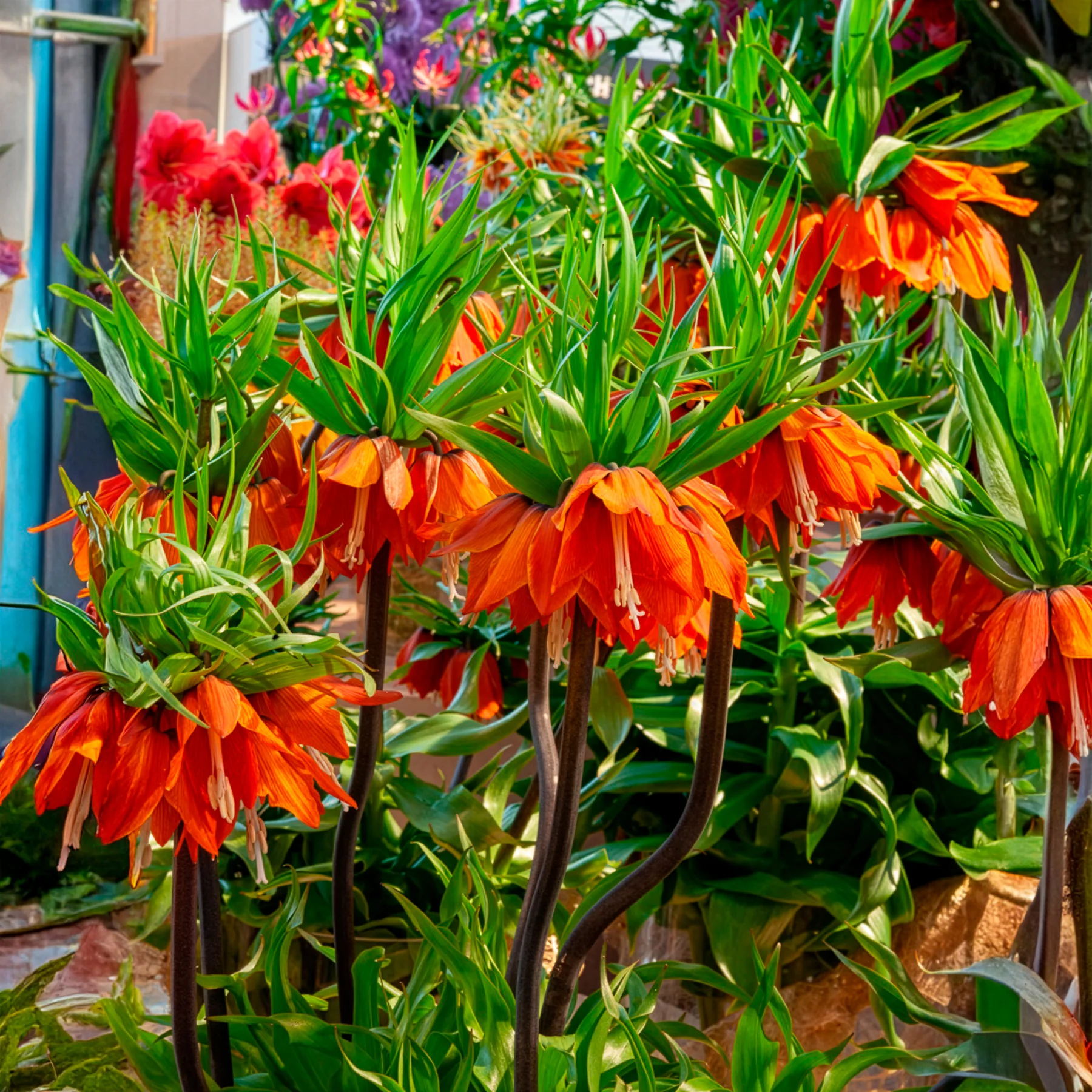 Couronne impériale orange - Image 3