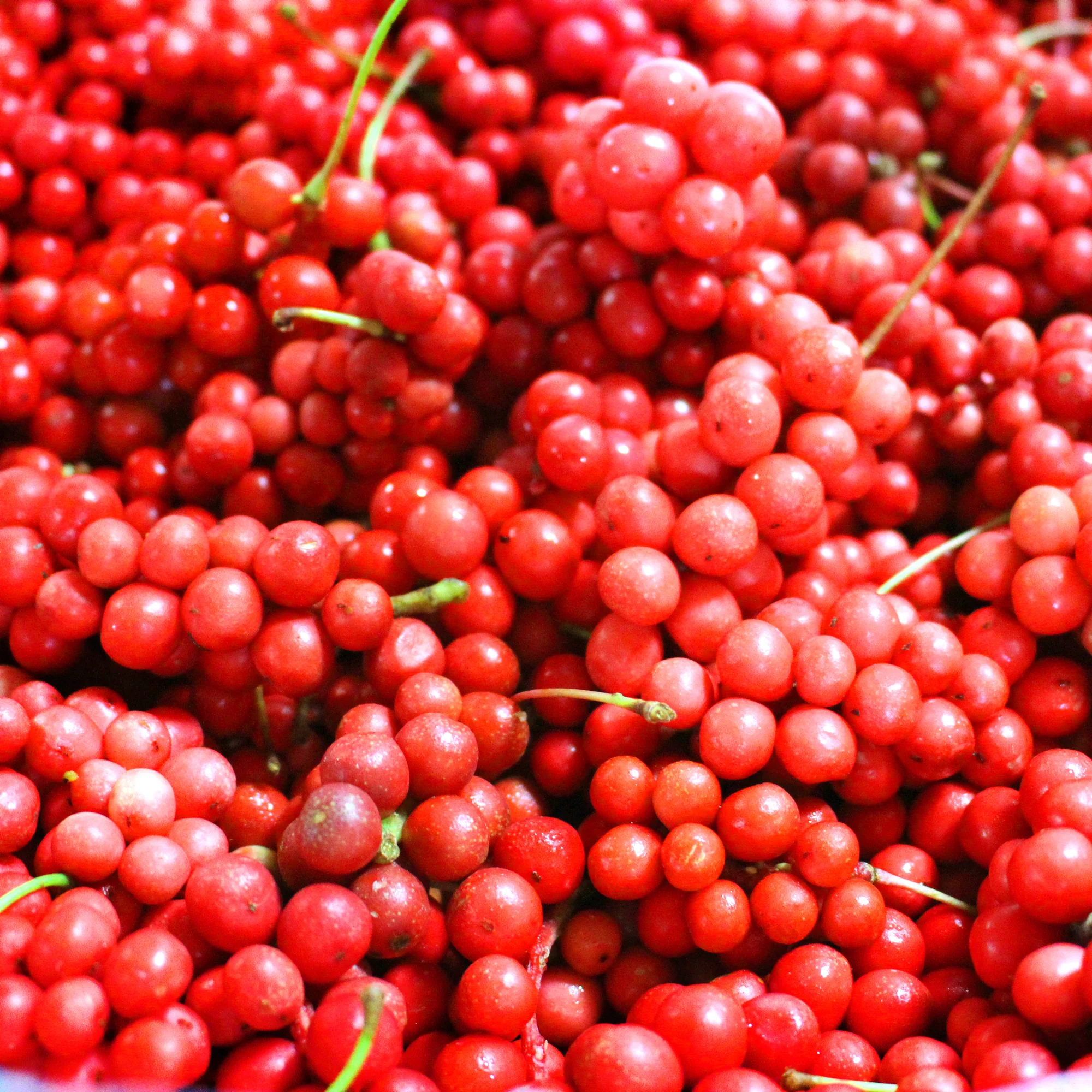 Fruit de la vitalité - Image 4