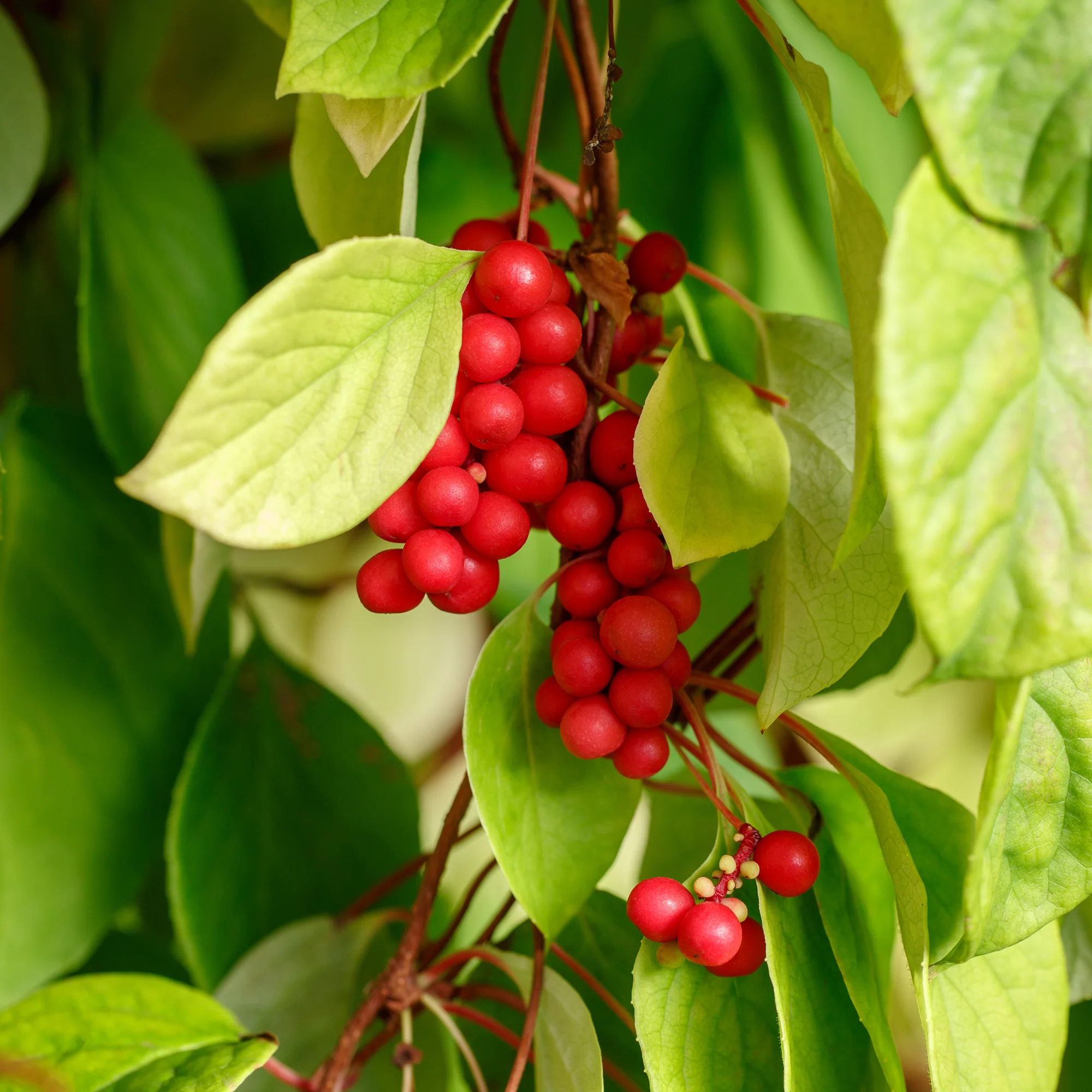 Fruit de la vitalité - Image 5