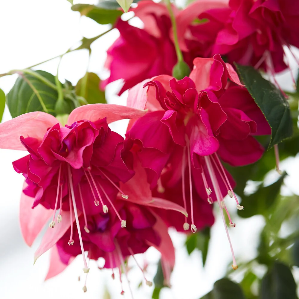 3 Fuchsias à fleurs géantes Bella Rosella - Image 3