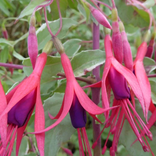Fuchsia de Magellan Tricolor