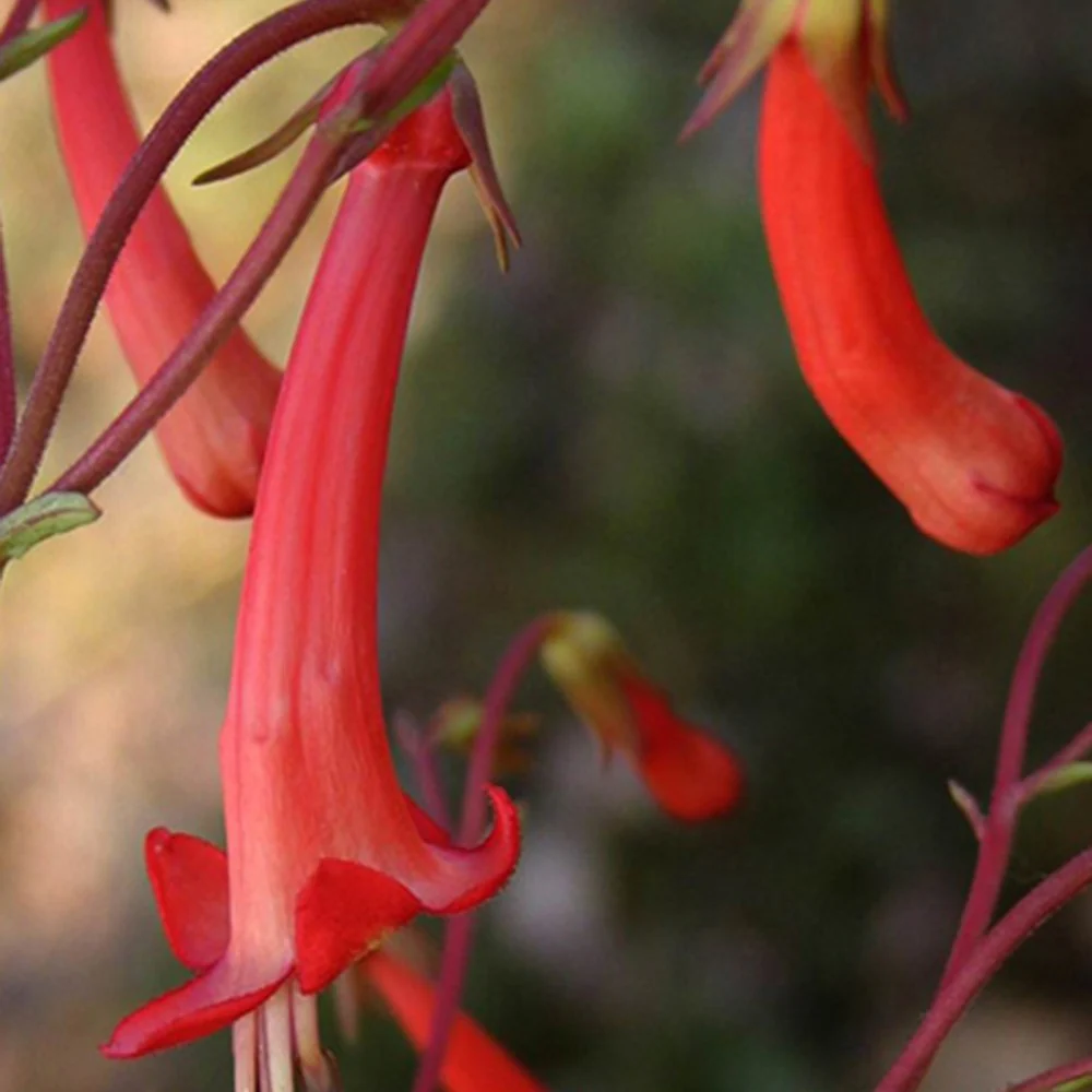 Fuchsia du Cap