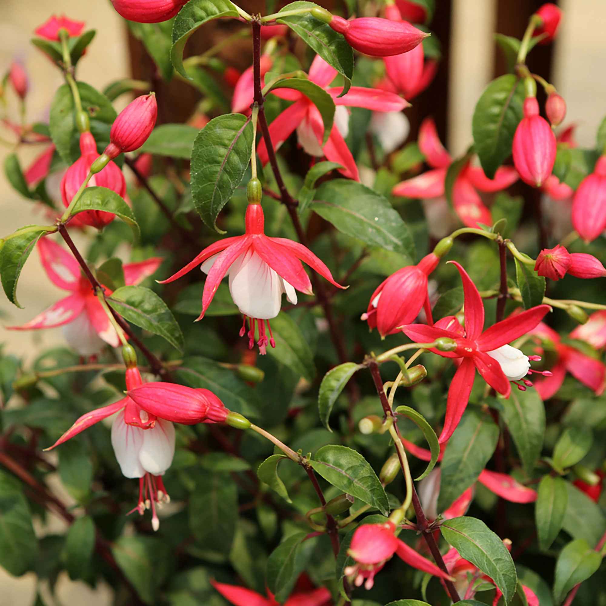 Fuchsia Lady Thumb