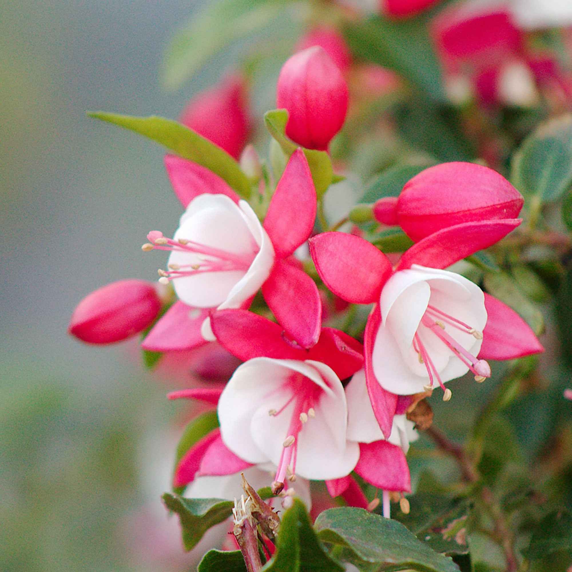 Fuchsia Lady Thumb - Image 2