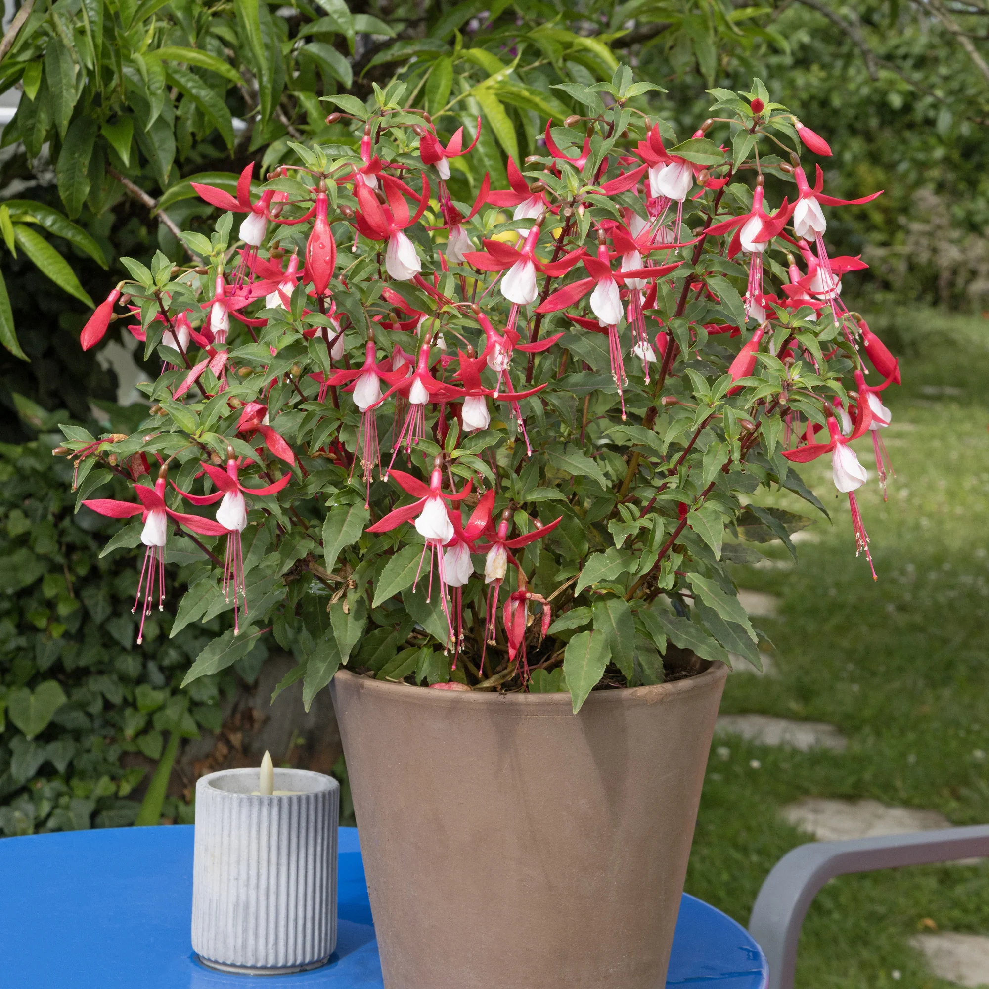 Fuchsia Mme Cornelissen