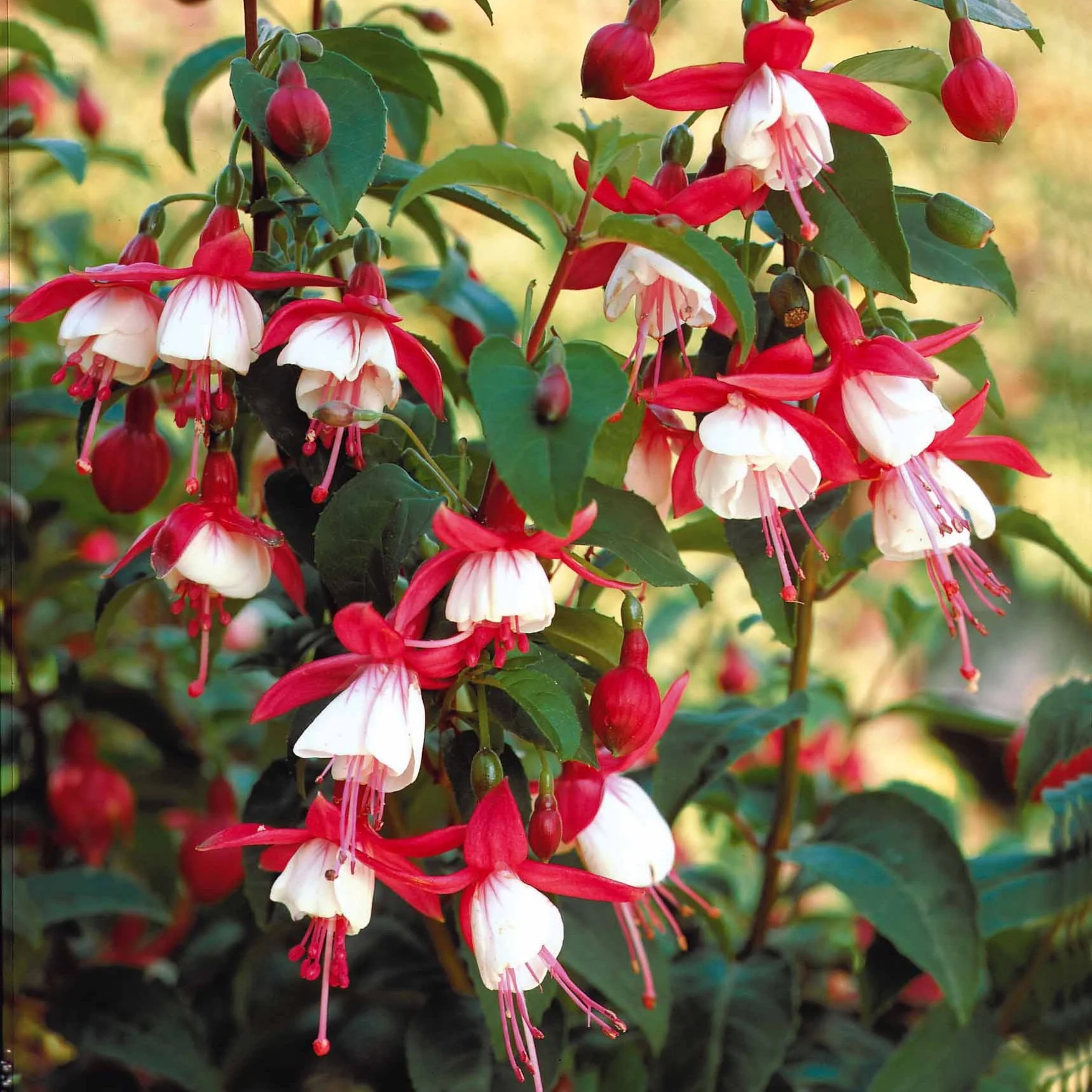 Fuchsia Mme Cornelissen - Image 3