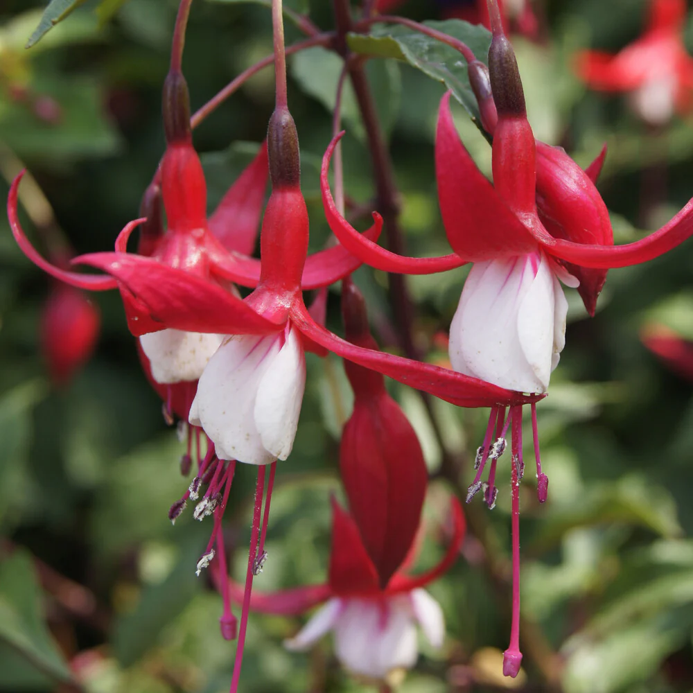 Fuchsia Mme Cornelissen - Image 5