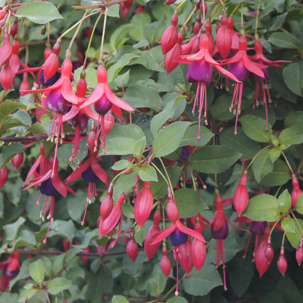 Fuchsia Mrs Popple - Image 2