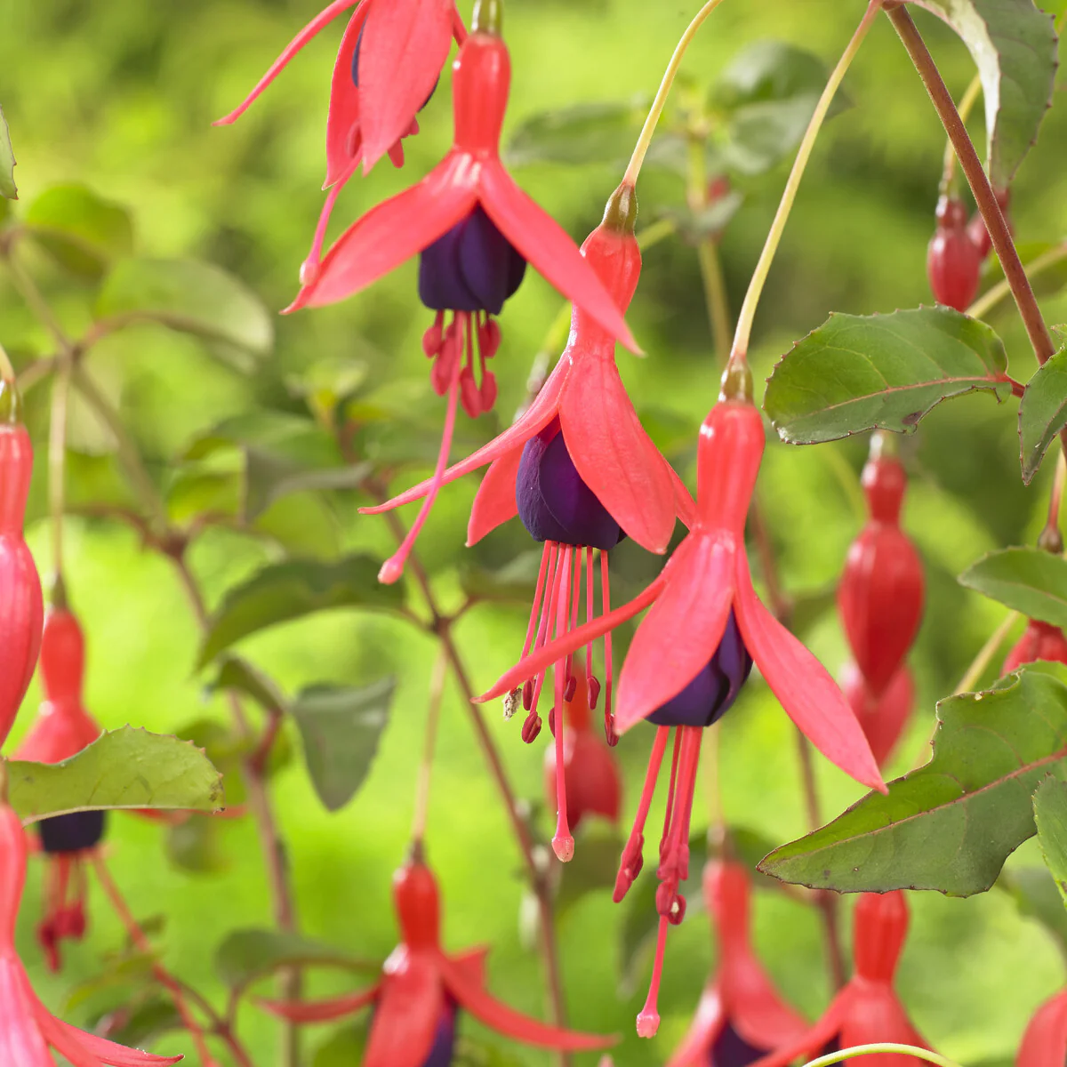 Fuchsia Mrs Popple - Image 3
