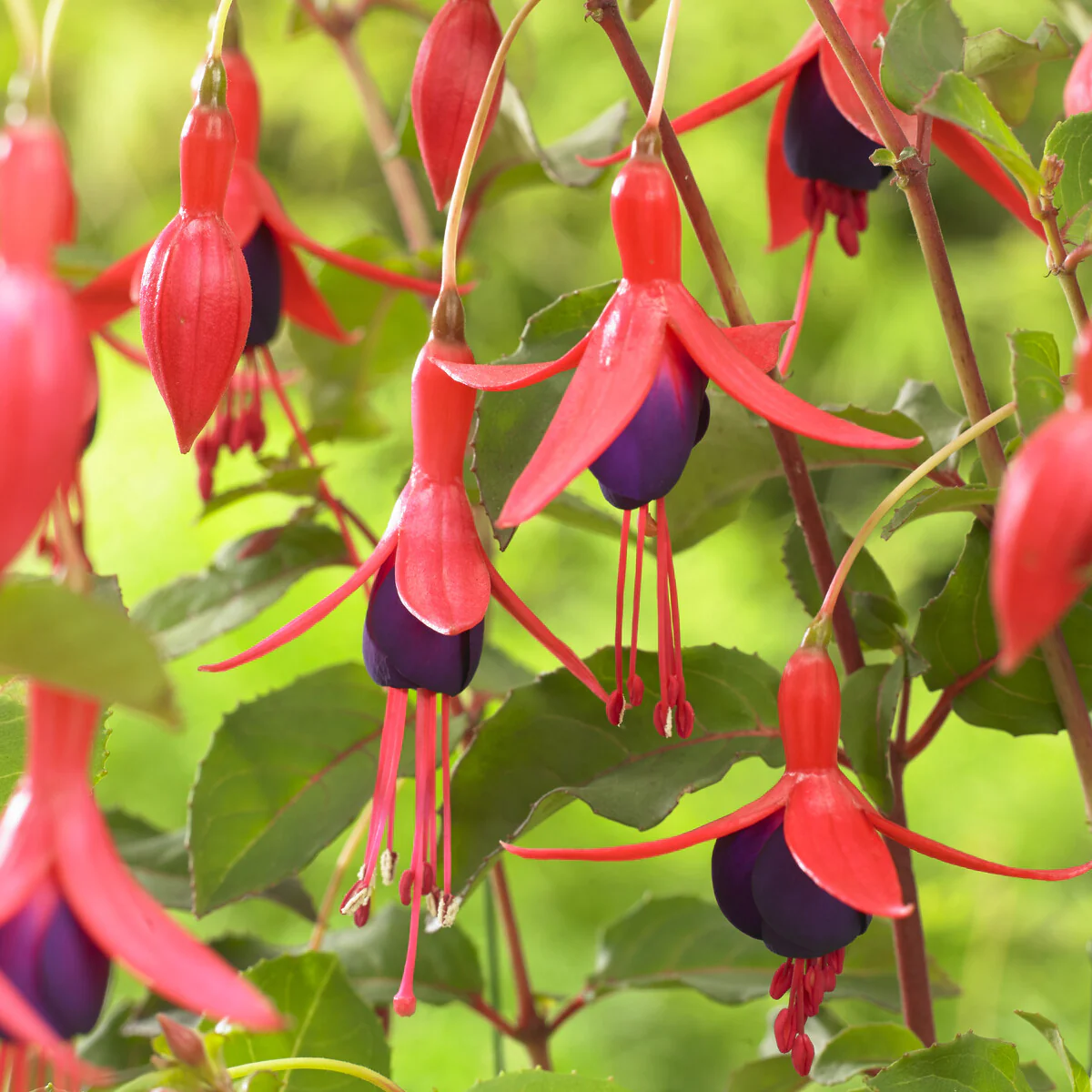 Fuchsia Mrs Popple - Image 4