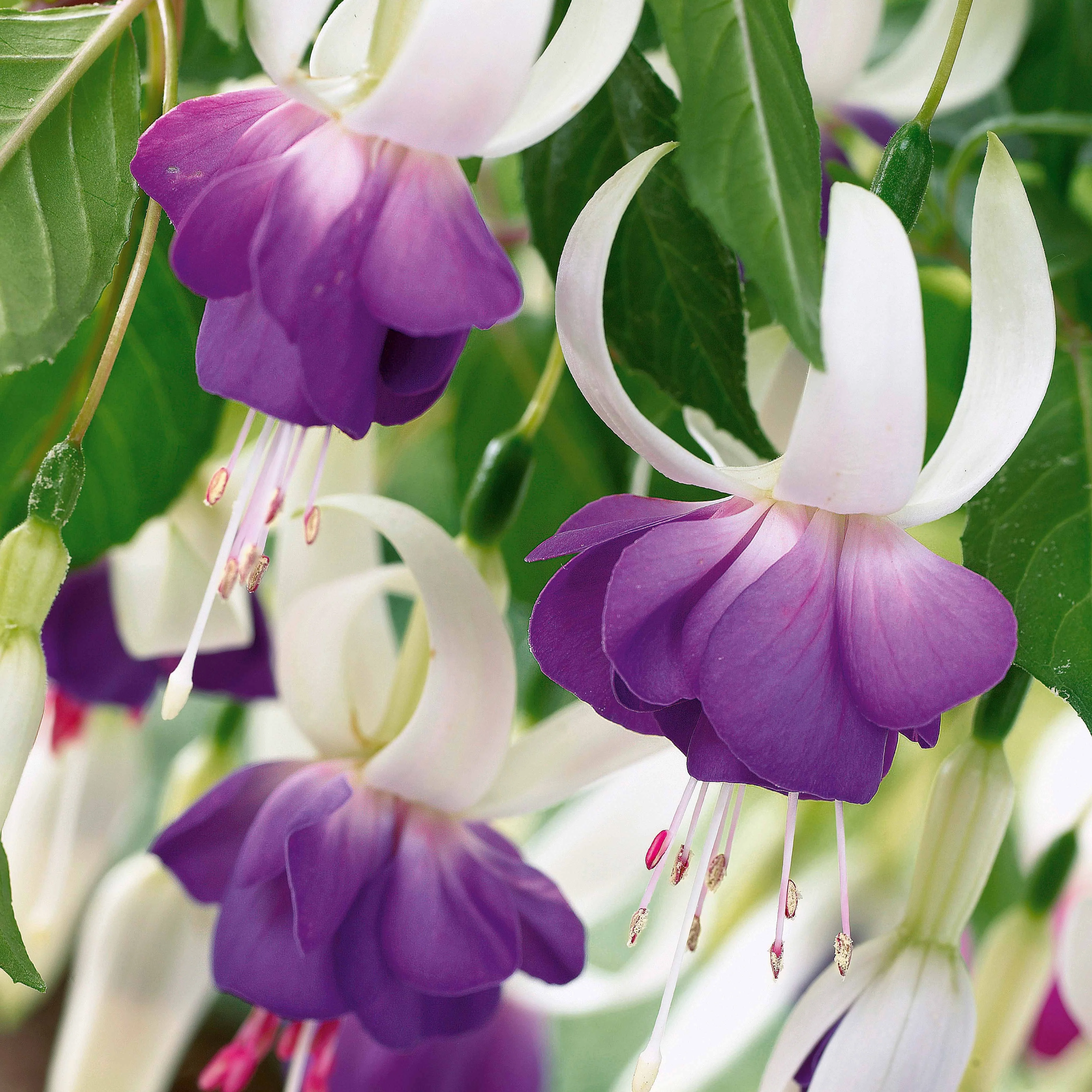 3 Fuchsias résistants au gel Blue Sarah - Image 2