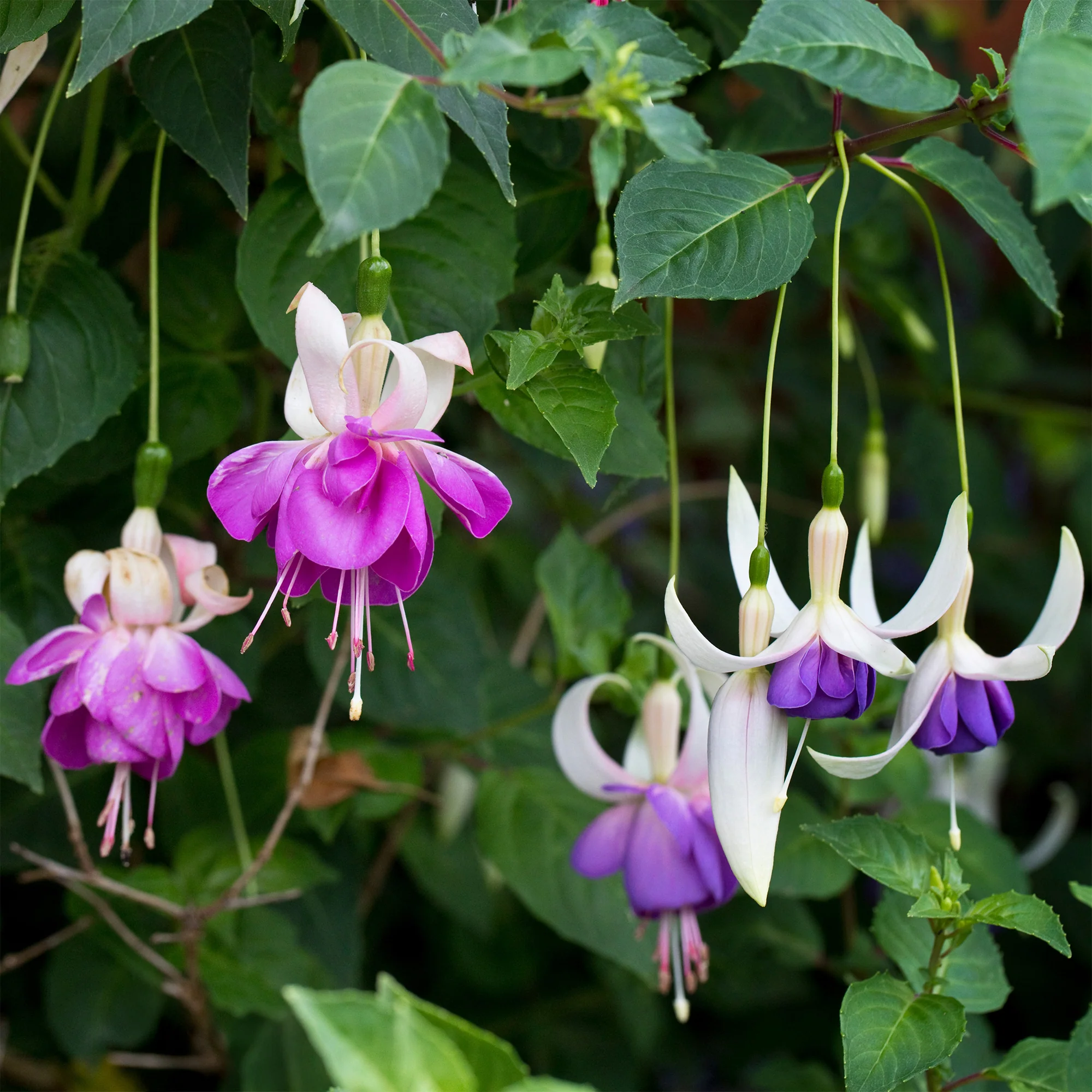 3 Fuchsias résistants au gel Blue Sarah - Image 3