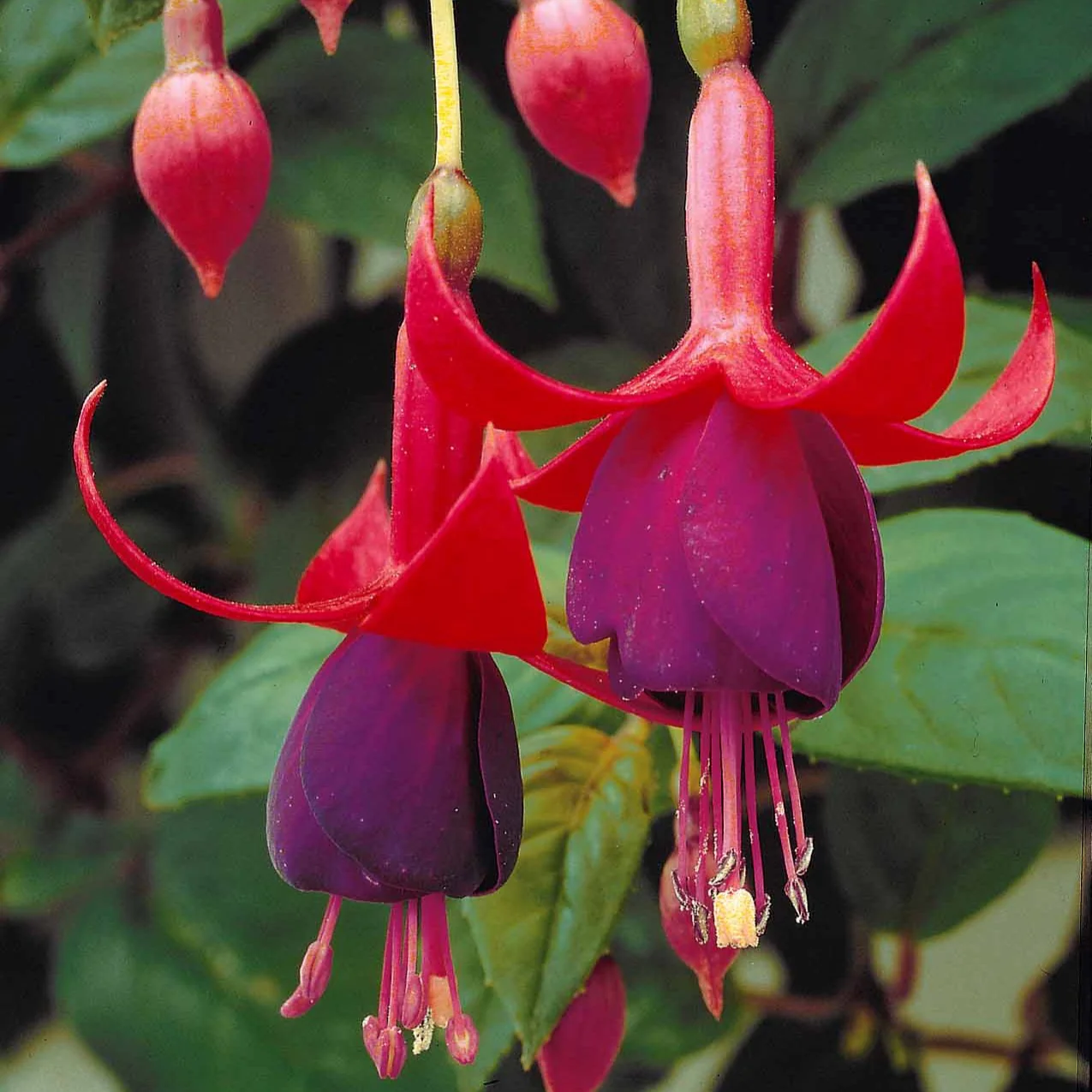3 Fuchsias résistants au gel Brilliant - Image 3