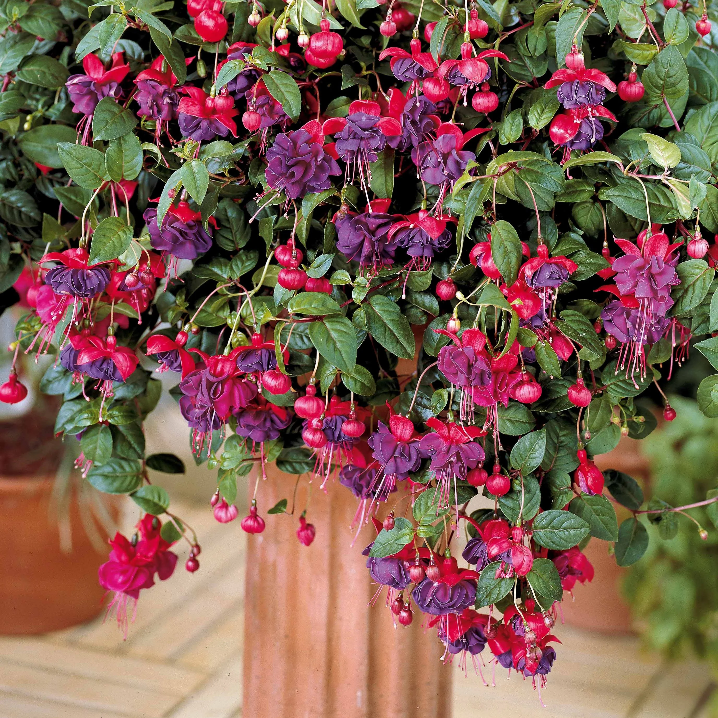 3 Fuchsias retombants Dark Eyes - Image 4
