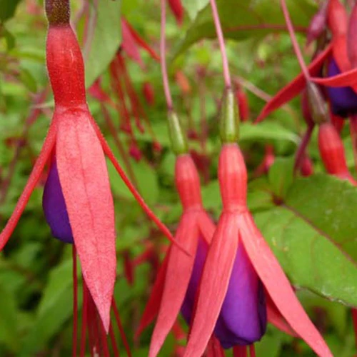 Fuchsia rustique à feuilles pourpres