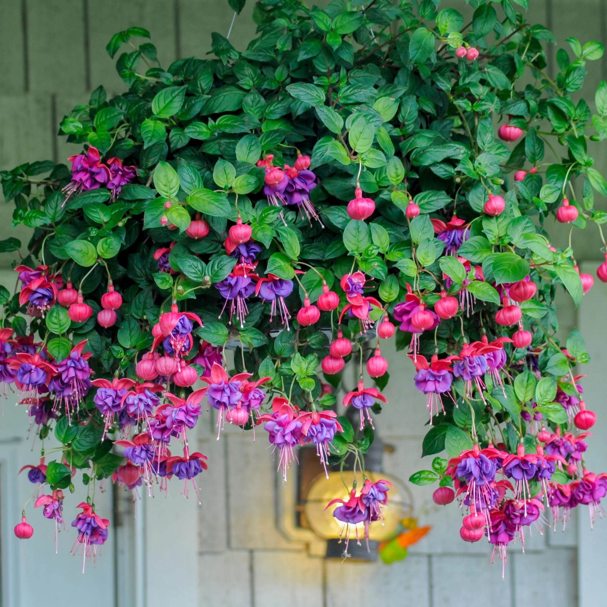 6 Fuchsias en mélange - Image 2
