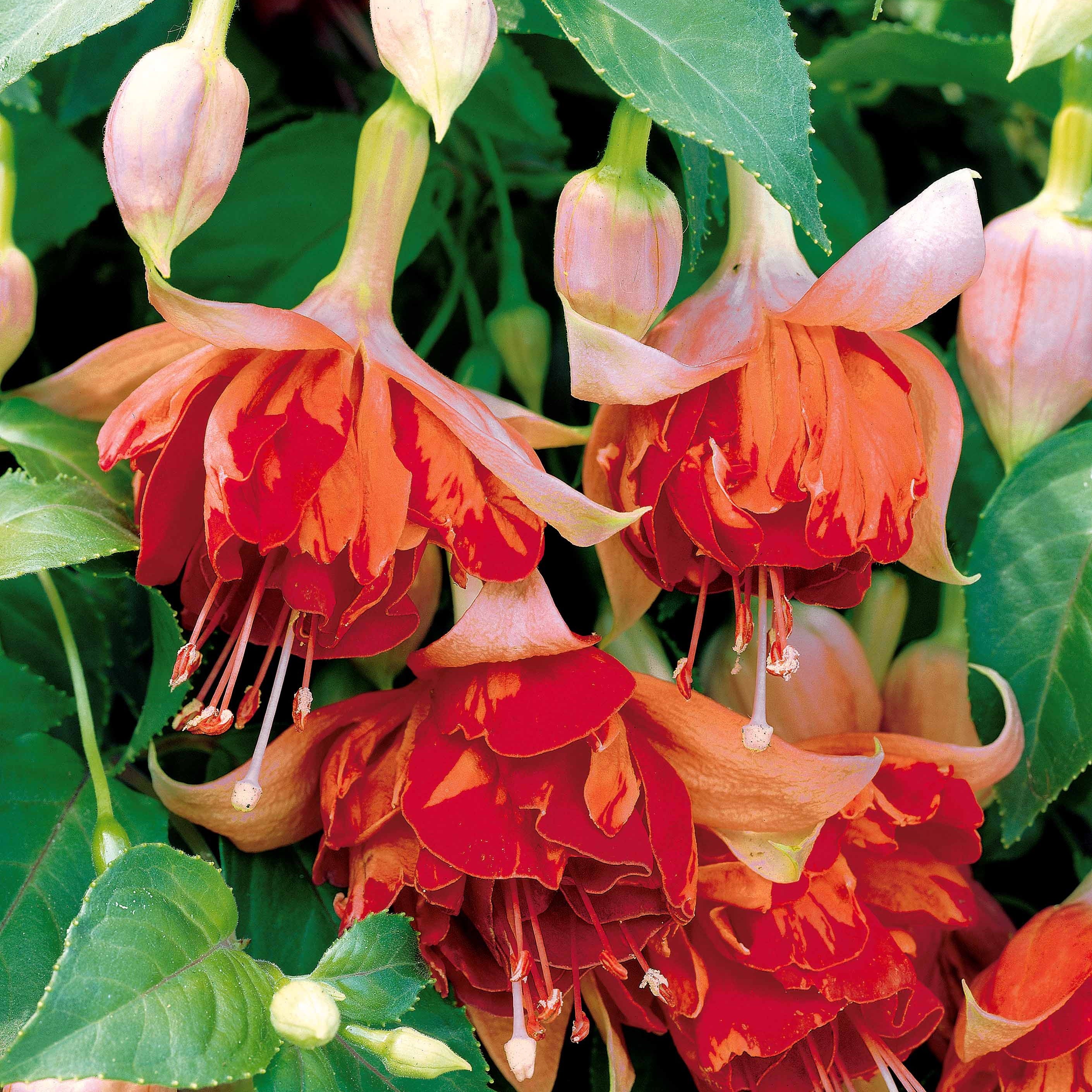 6 Fuchsias en mélange - Image 3