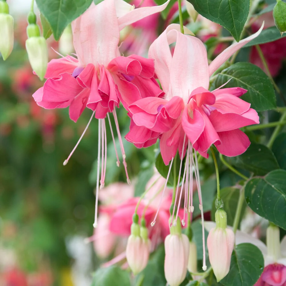 6 Fuchsias en mélange - Image 4