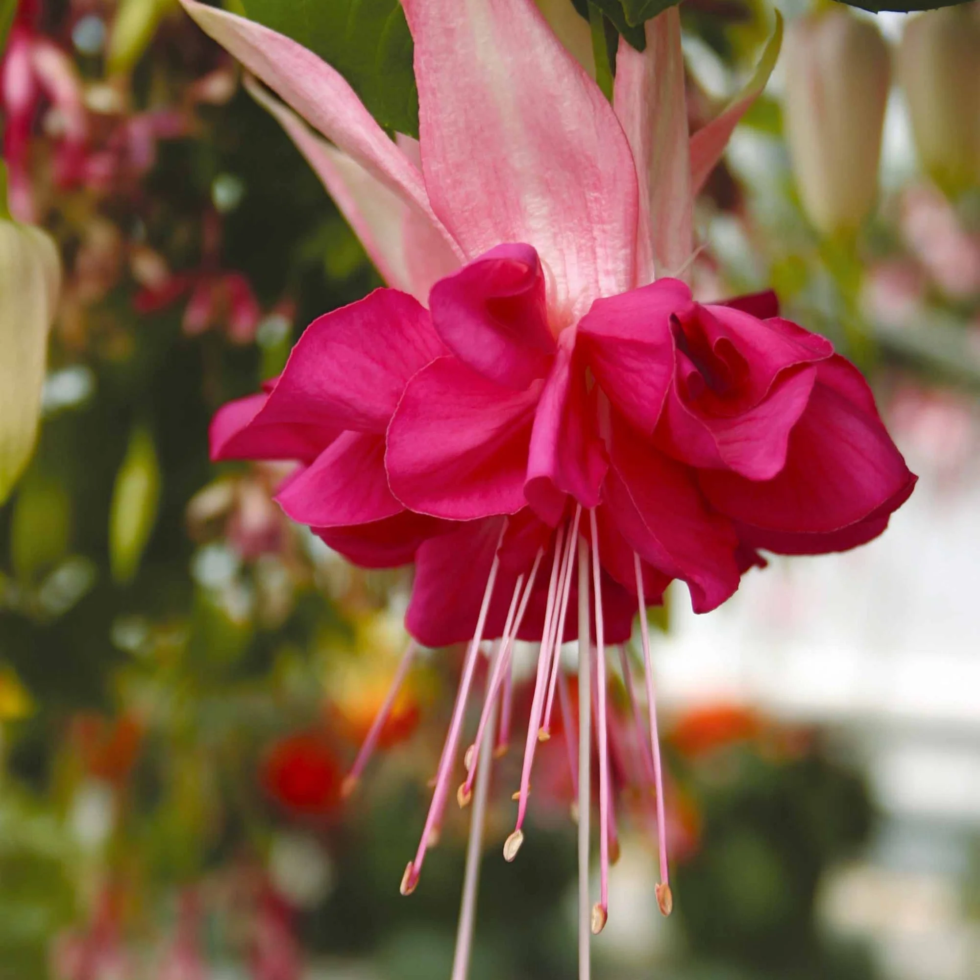 6 Fuchsias en mélange - Image 5