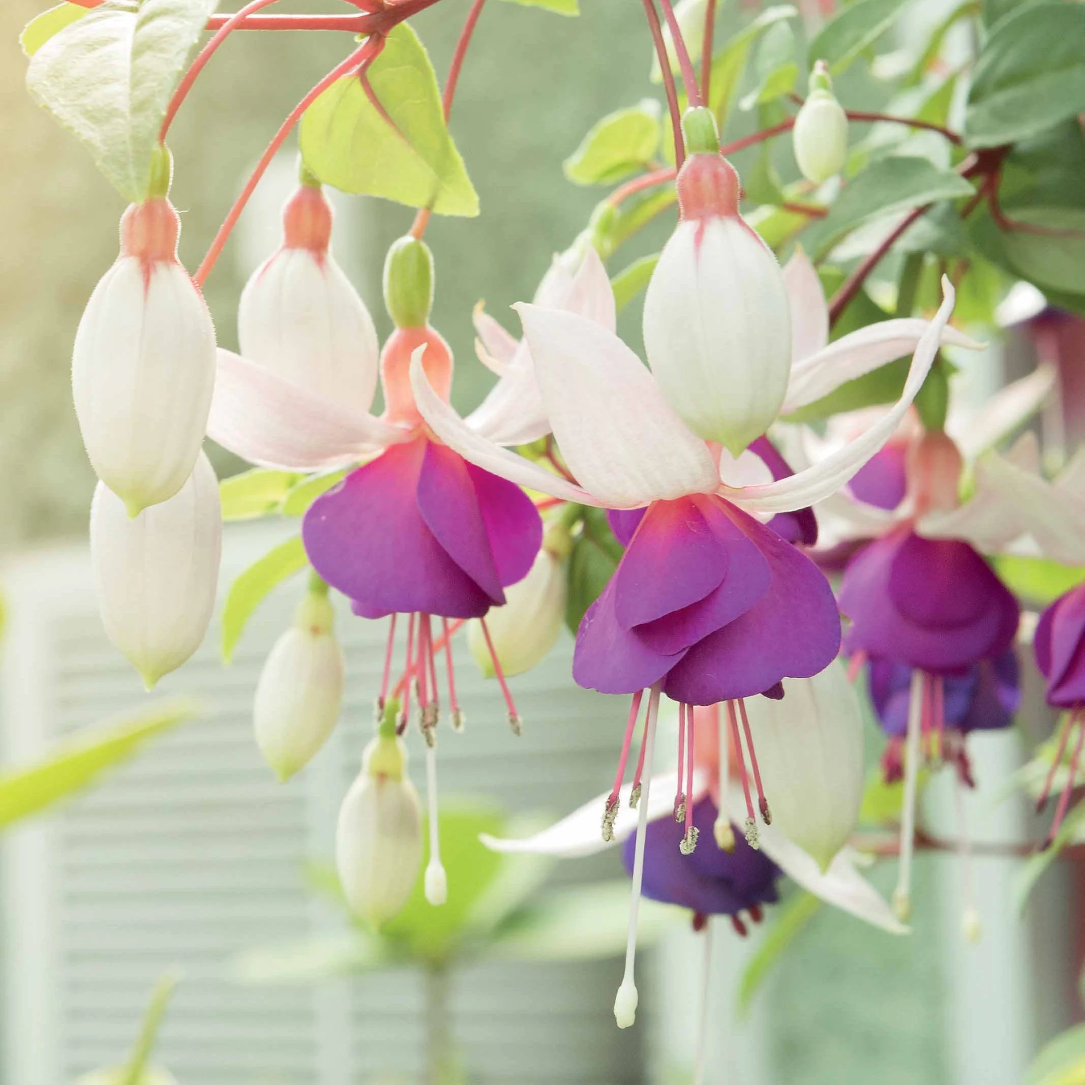 6 Fuchsias résistants au gel en mélange