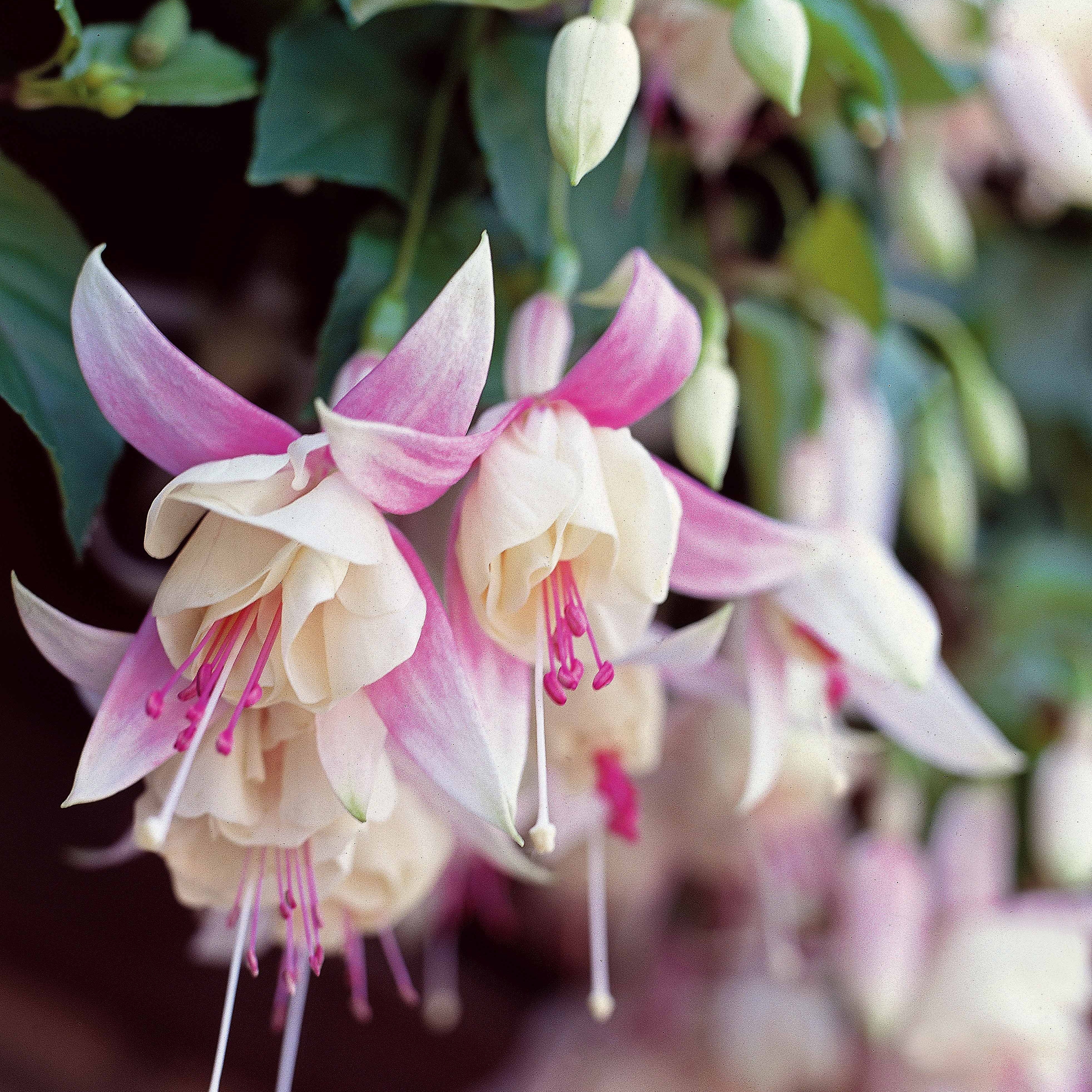 6 Fuchsias résistants au gel en mélange - Image 2