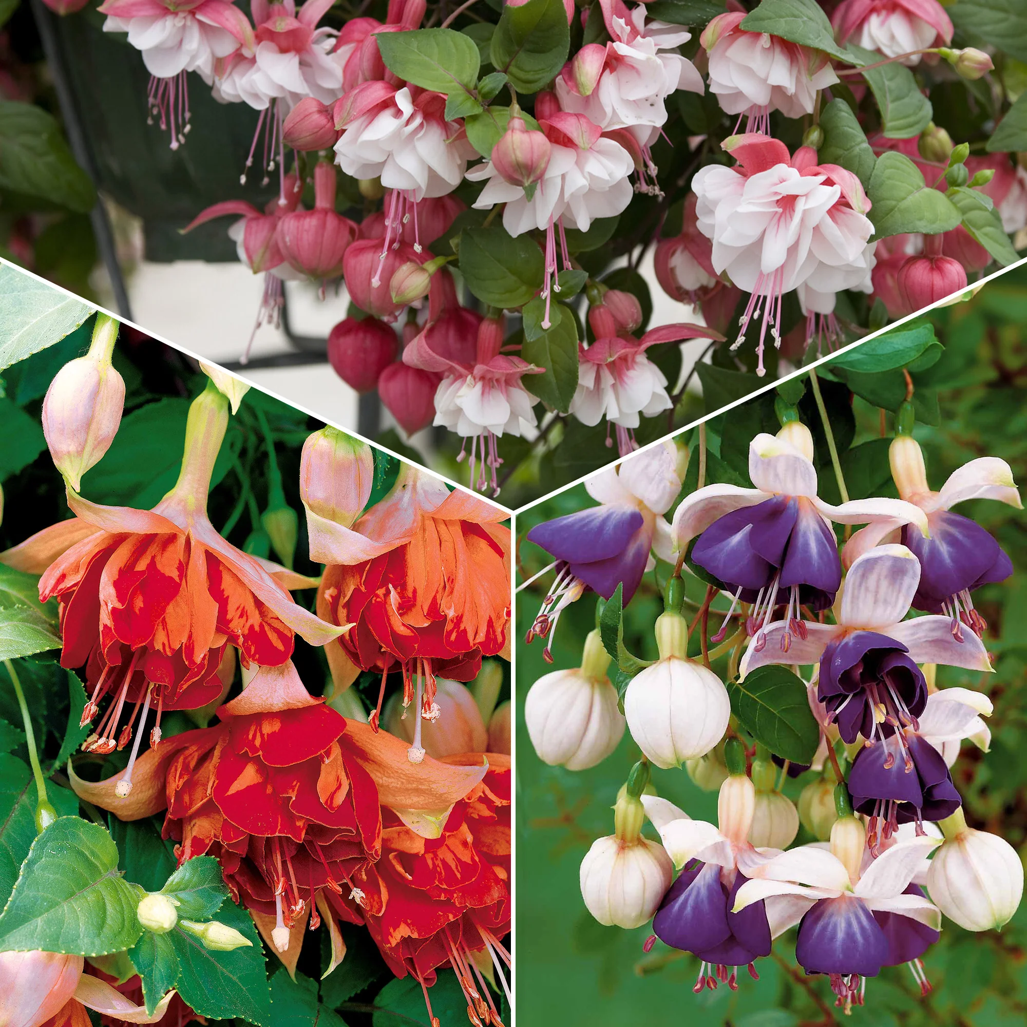 6 Fuchsias retombants en mélange