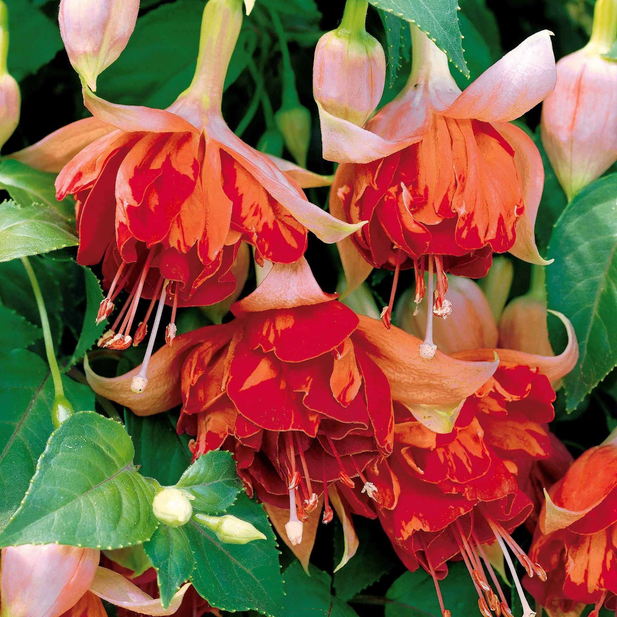 6 Fuchsias retombants en mélange - Image 2