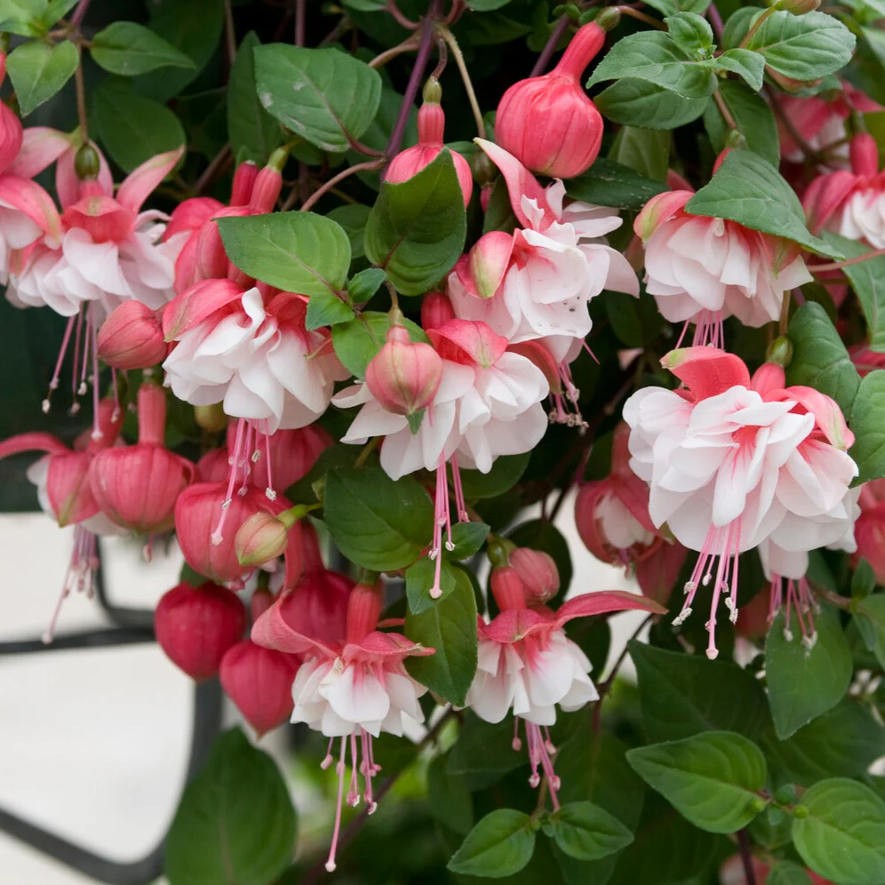 6 Fuchsias retombants en mélange - Image 3