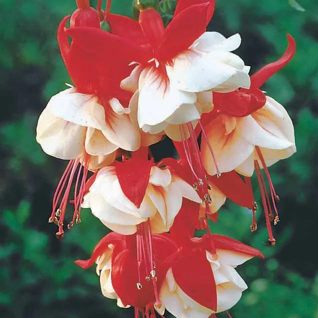 6 Fuchsias retombants en mélange - Image 4