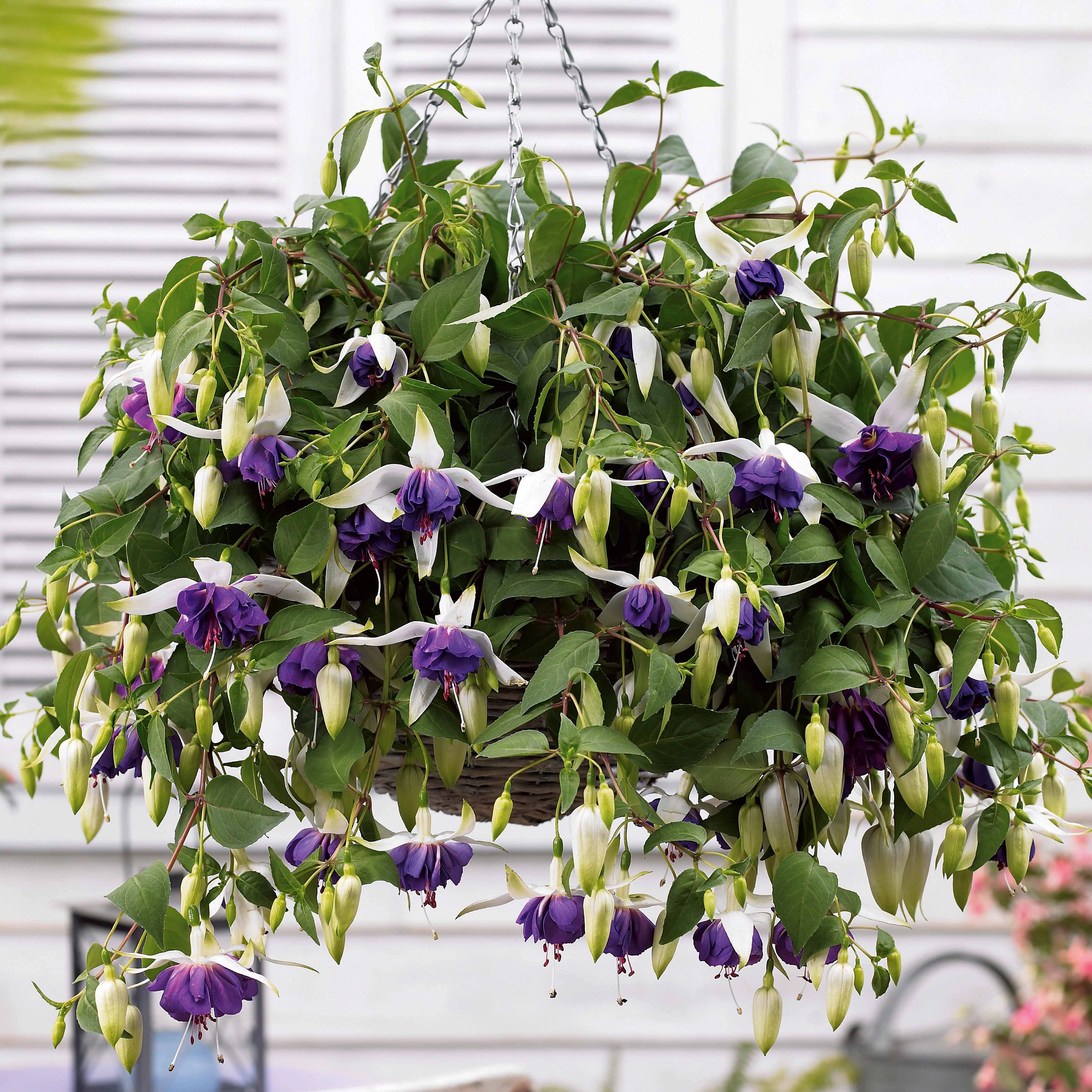 6 Fuchsias retombants en mélange - Image 5